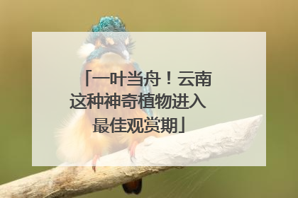 一叶当舟！云南这种神奇植物进入最佳观赏期